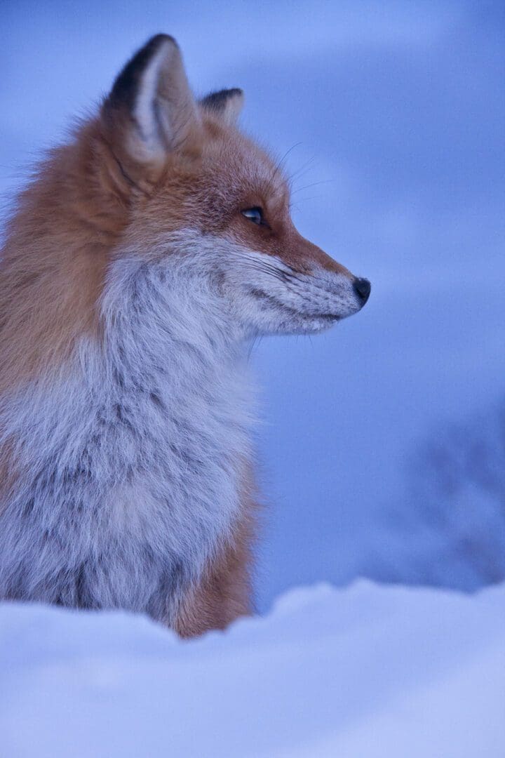 A red fox is sitting in the snow.