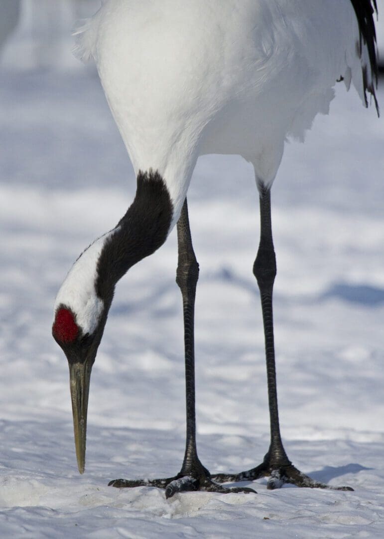 A white and black crane is standing in the snow.
