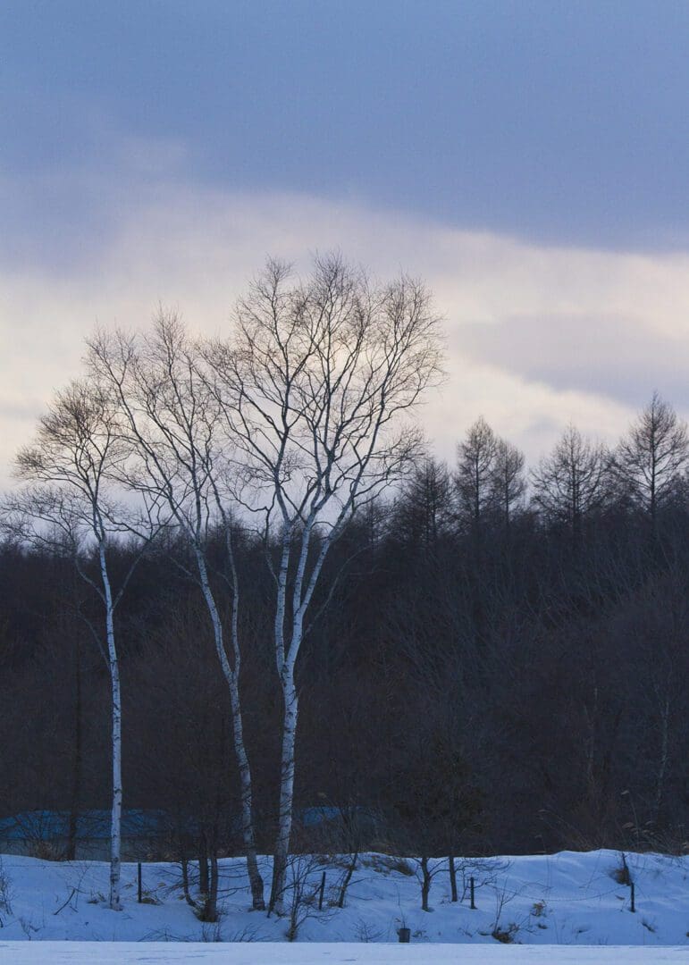 A group of bare trees on a snow covered field.