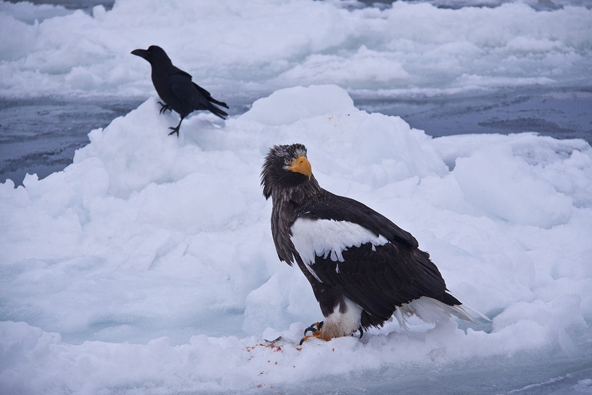 A bald eagle and a black crow on the ice.