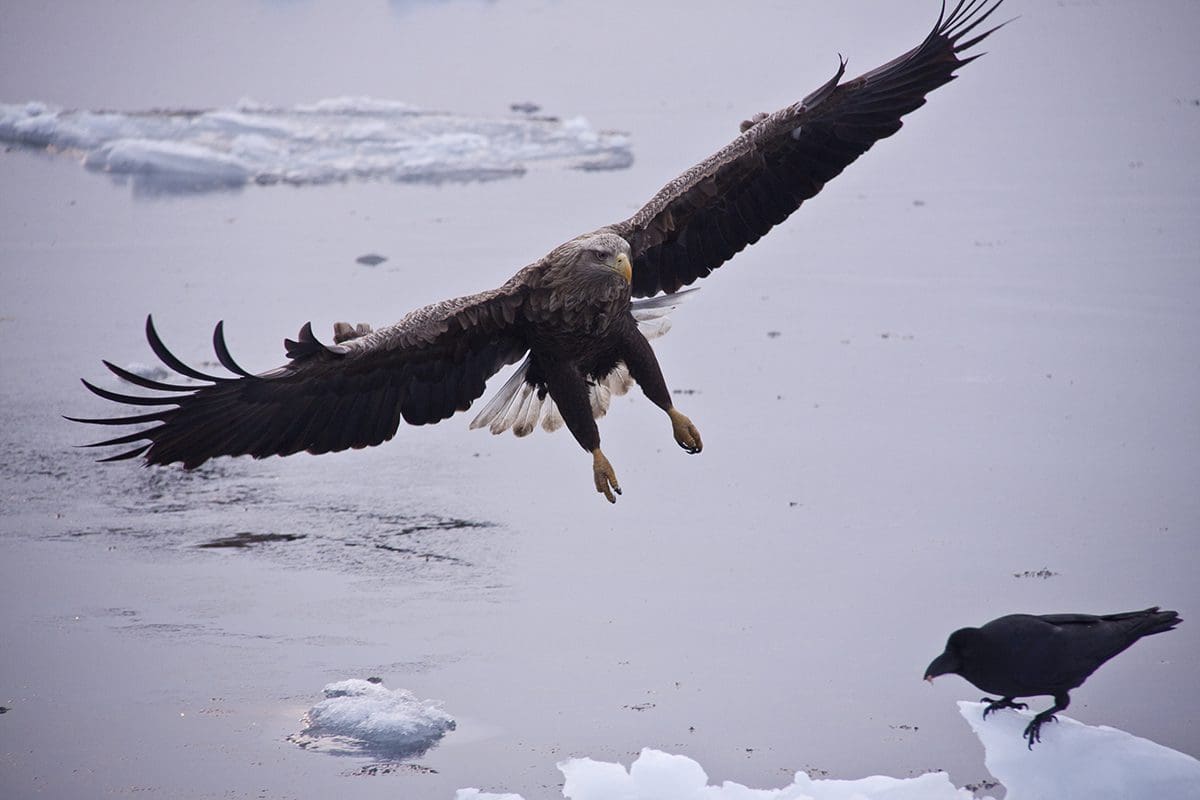A bald eagle flies over an ice floe.