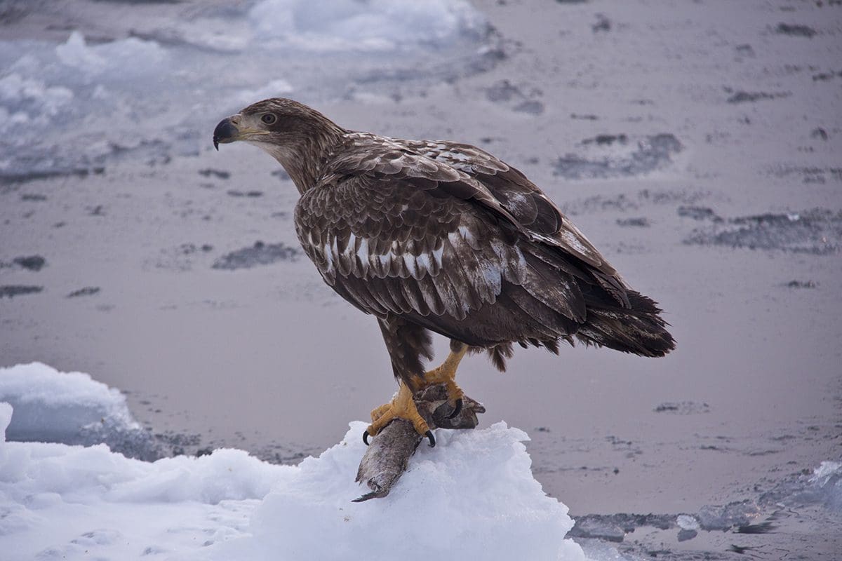 A bald eagle perched on a piece of ice.