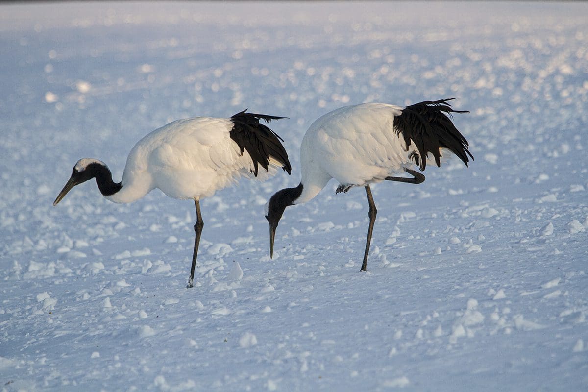 Two black and white cranes standing in the snow.