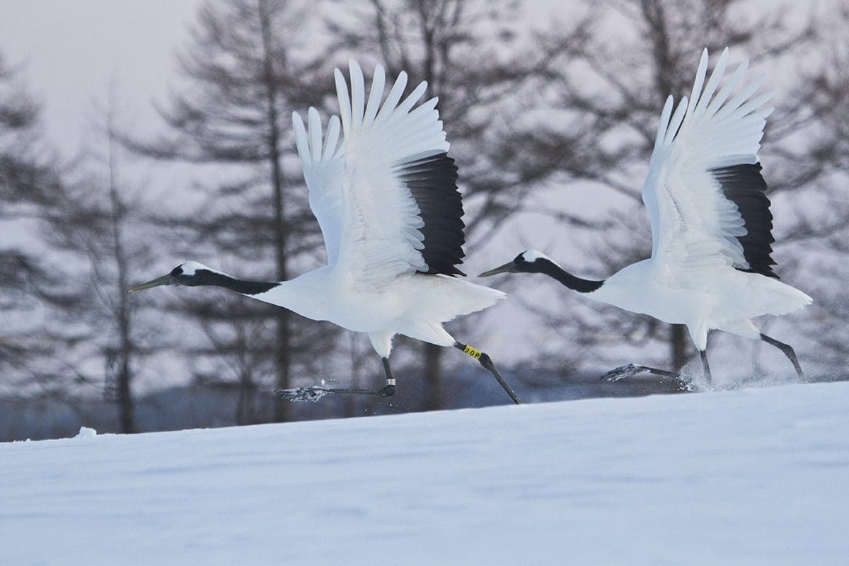 Two white cranes flying in the snow.