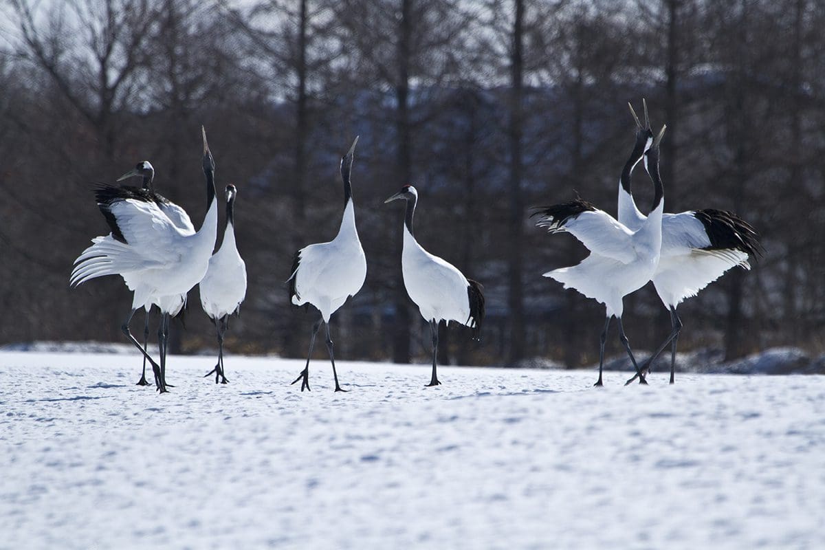 A group of white cranes standing in the snow.