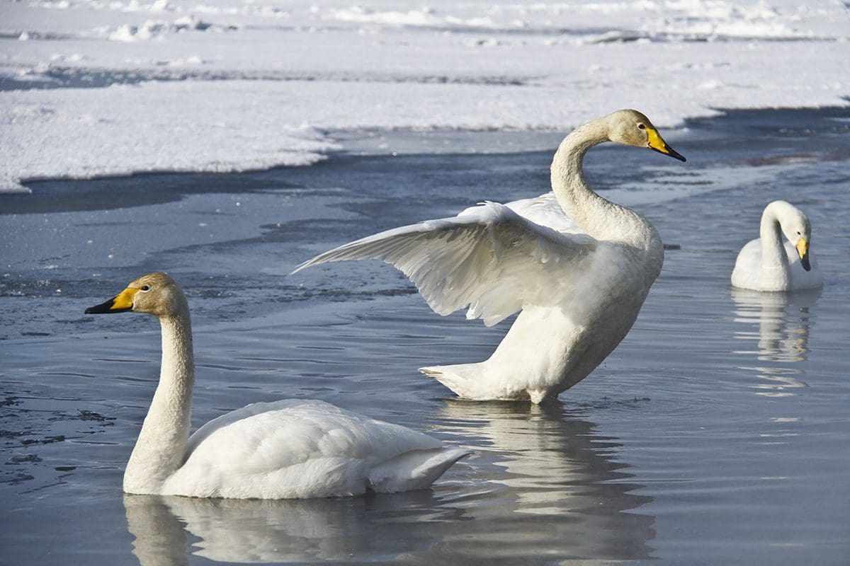 Three white swans swimming in the water.