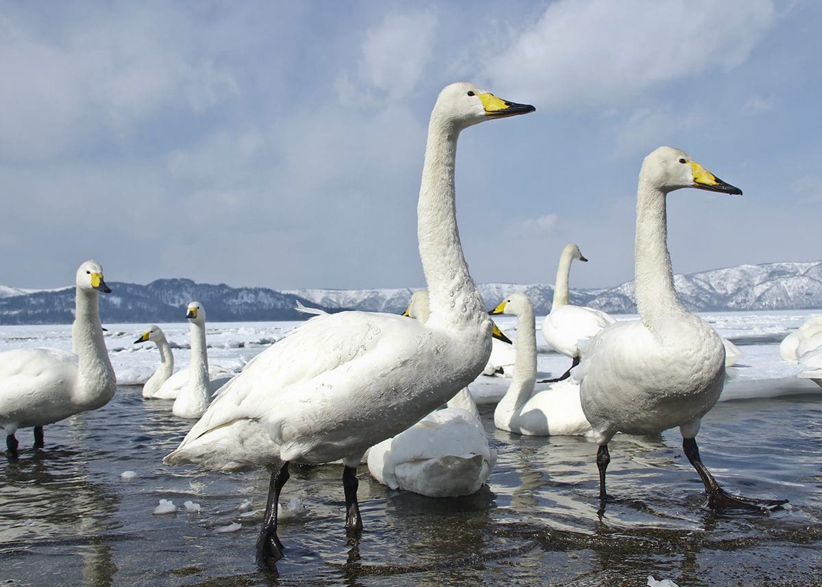 A group of white swans standing in the water.