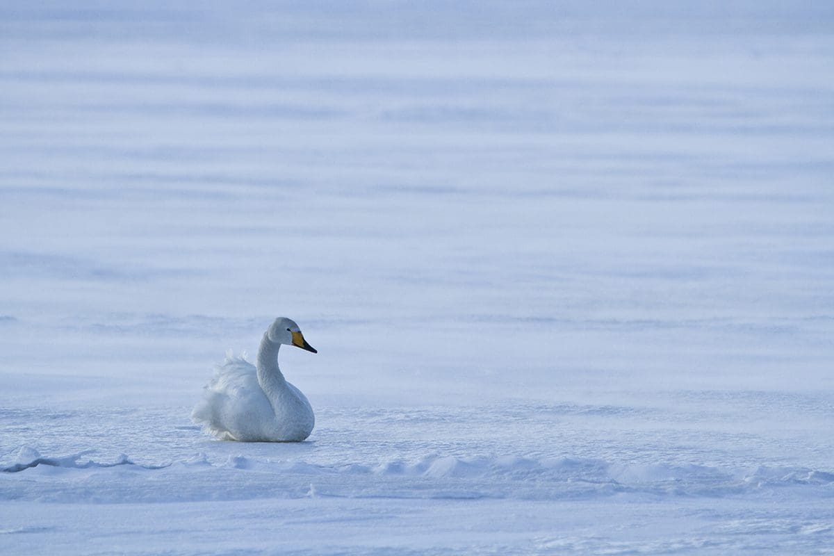 A white swan standing in the snow on a frozen lake.