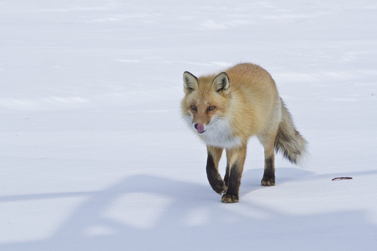A red fox walking in the snow.