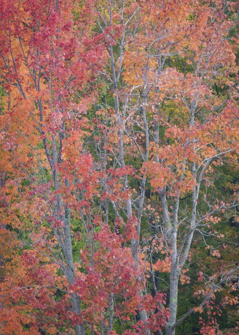 A group of trees with red and orange leaves.