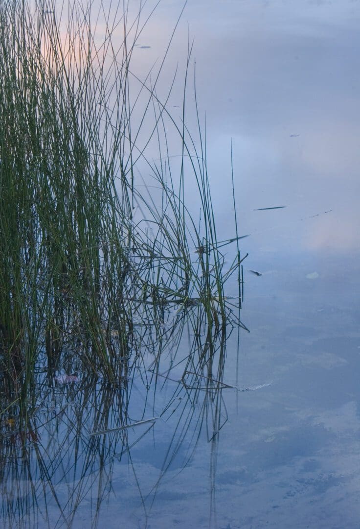 Reeds reflected in a body of water.