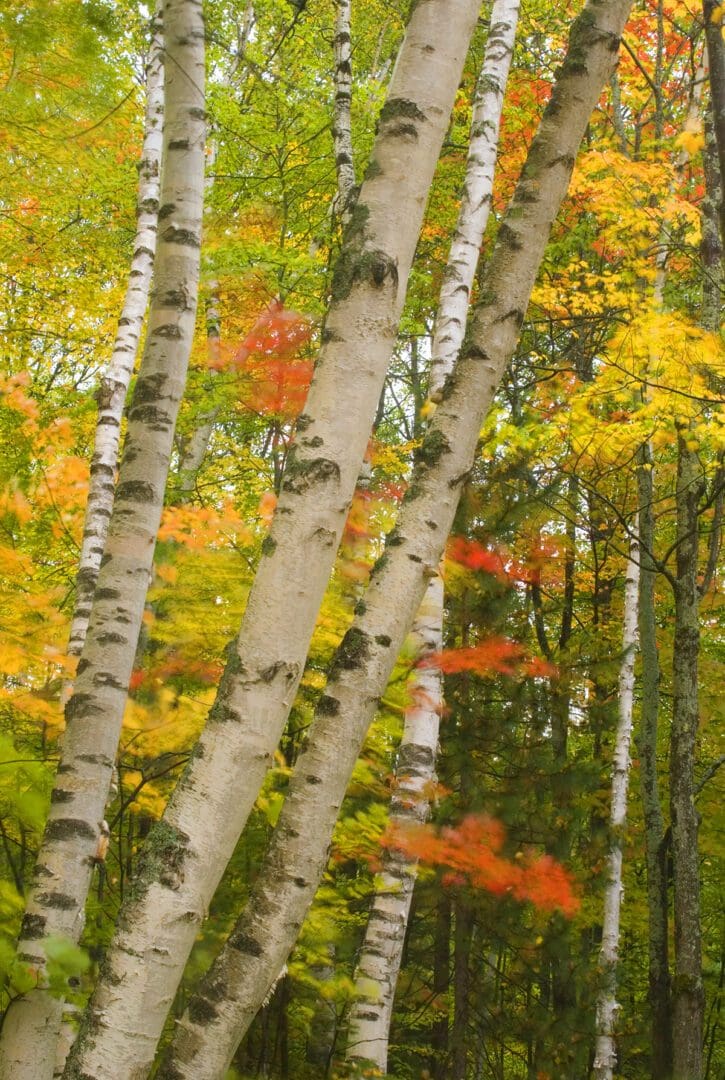 A group of birch trees with colorful leaves in the background.