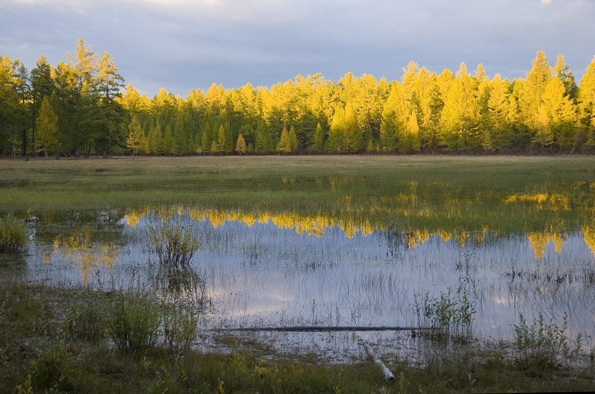 A pond surrounded by yellow pine trees.