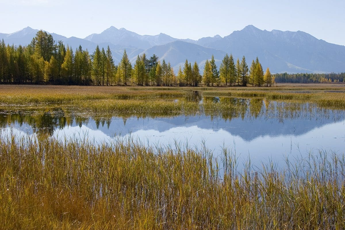 A pond with tall grass and mountains in the background.
