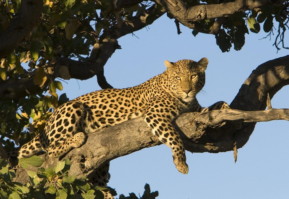 A leopard resting in a tree.