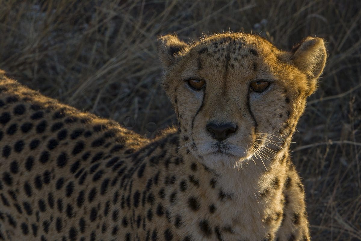 A close up of a cheetah looking at the camera.