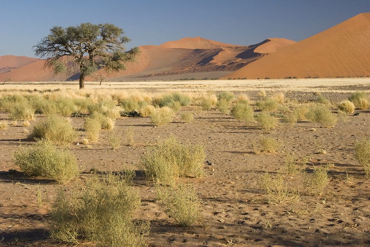 A lone tree in the middle of a desert.