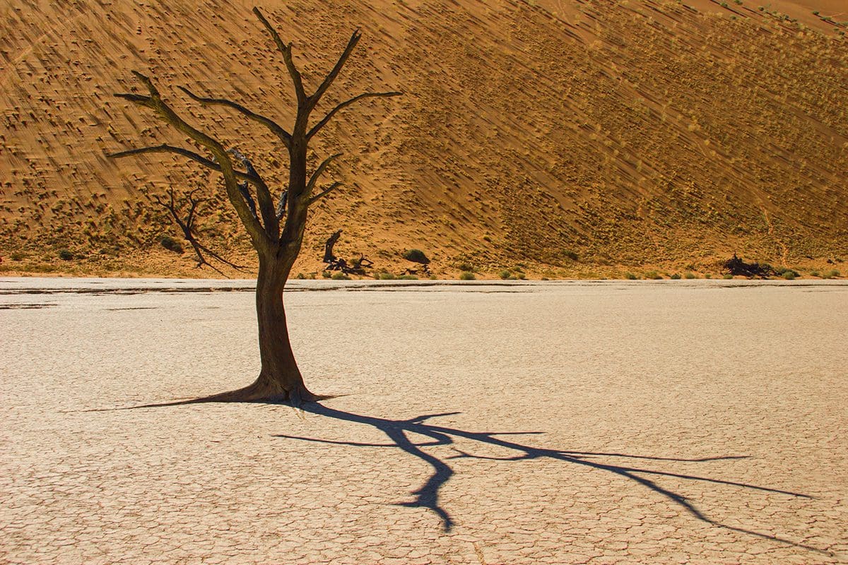 A lone tree in the desert.