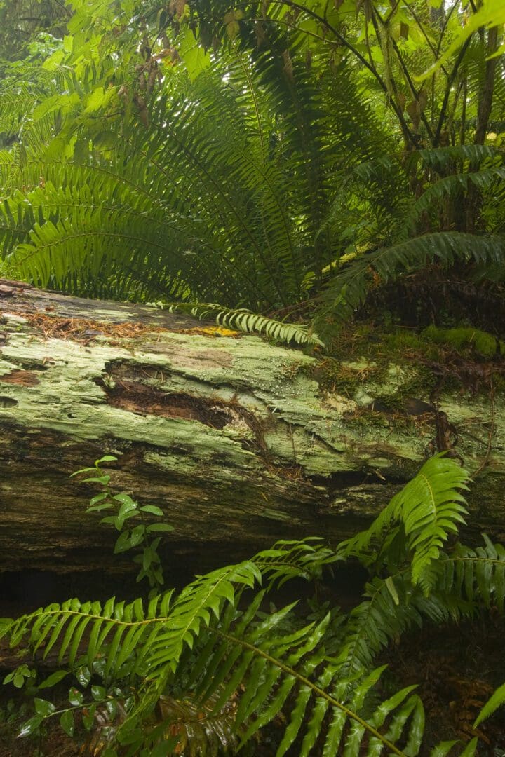 A fallen tree in a forest with ferns and moss.