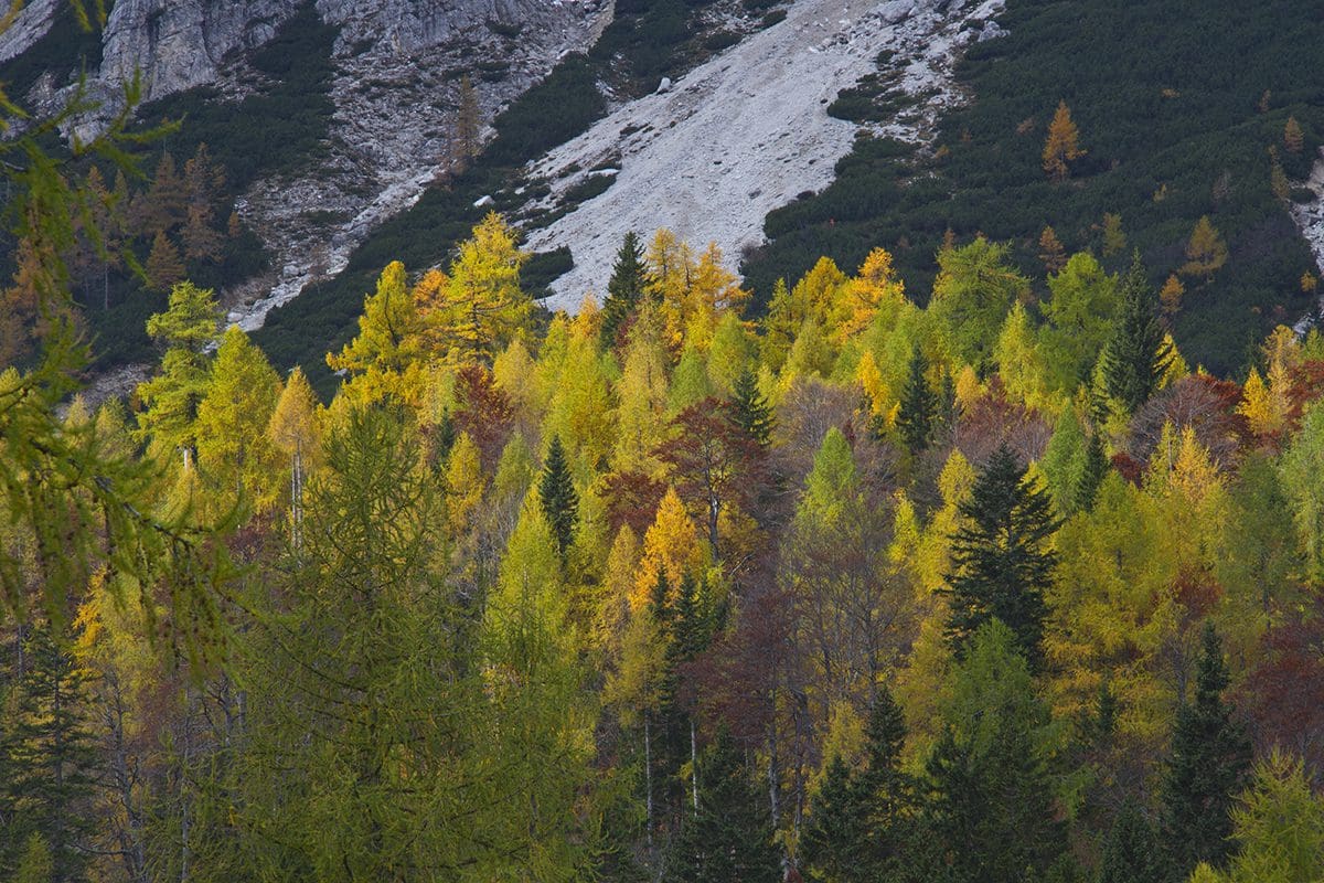 A mountain with trees in the background.