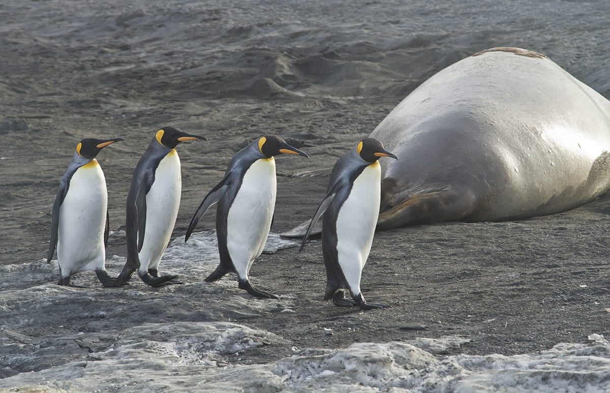 A group of penguins walking next to a humpback whale.