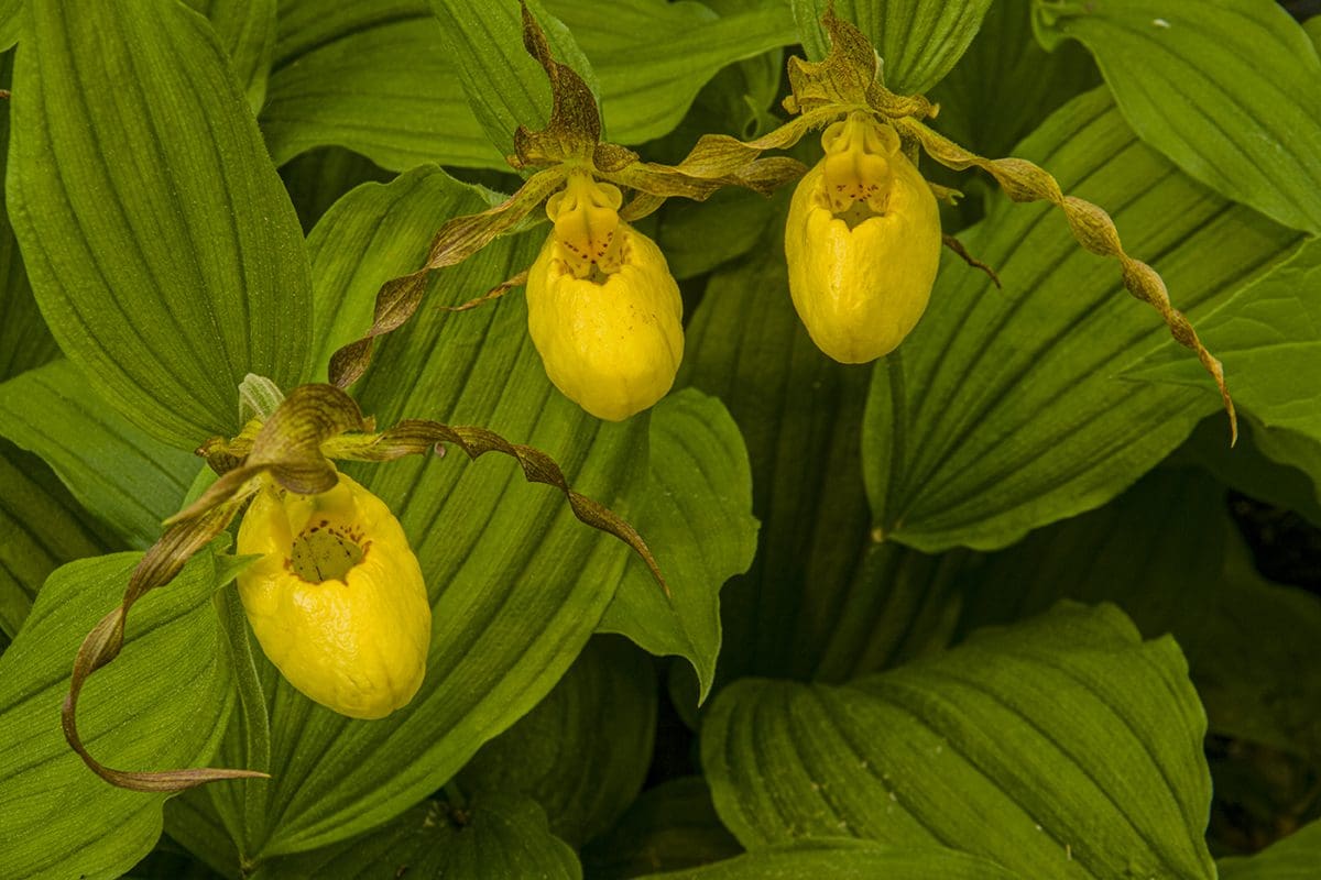 Three yellow slipper flowers with green leaves.