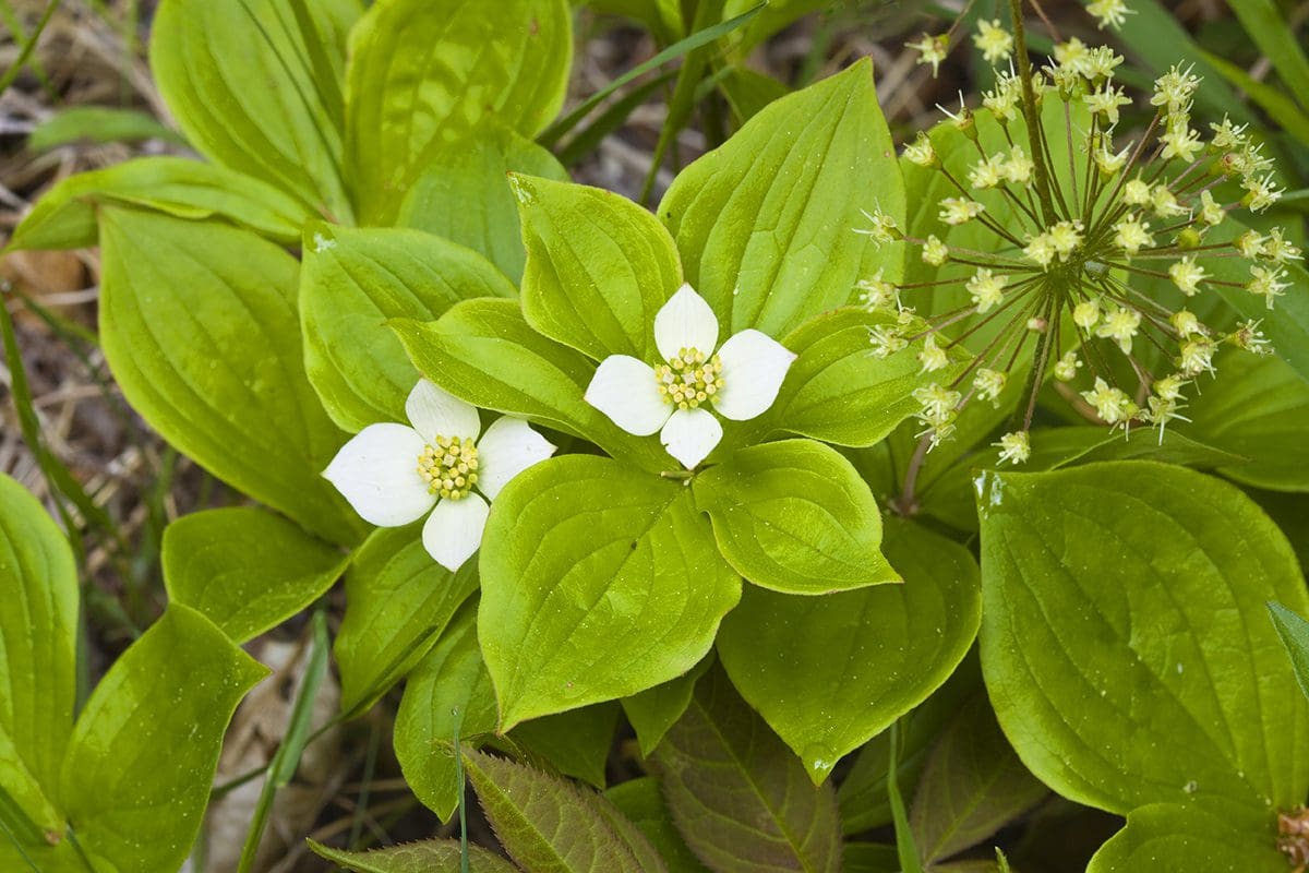 Two white flowers on green leaves in the woods.