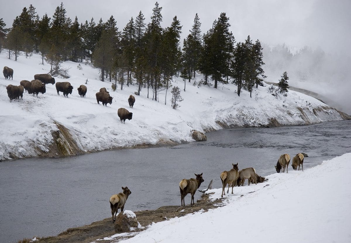 A group of elk standing next to a river in the snow.