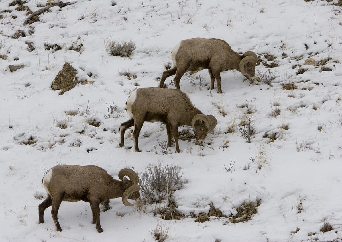A group of rams grazing in the snow.