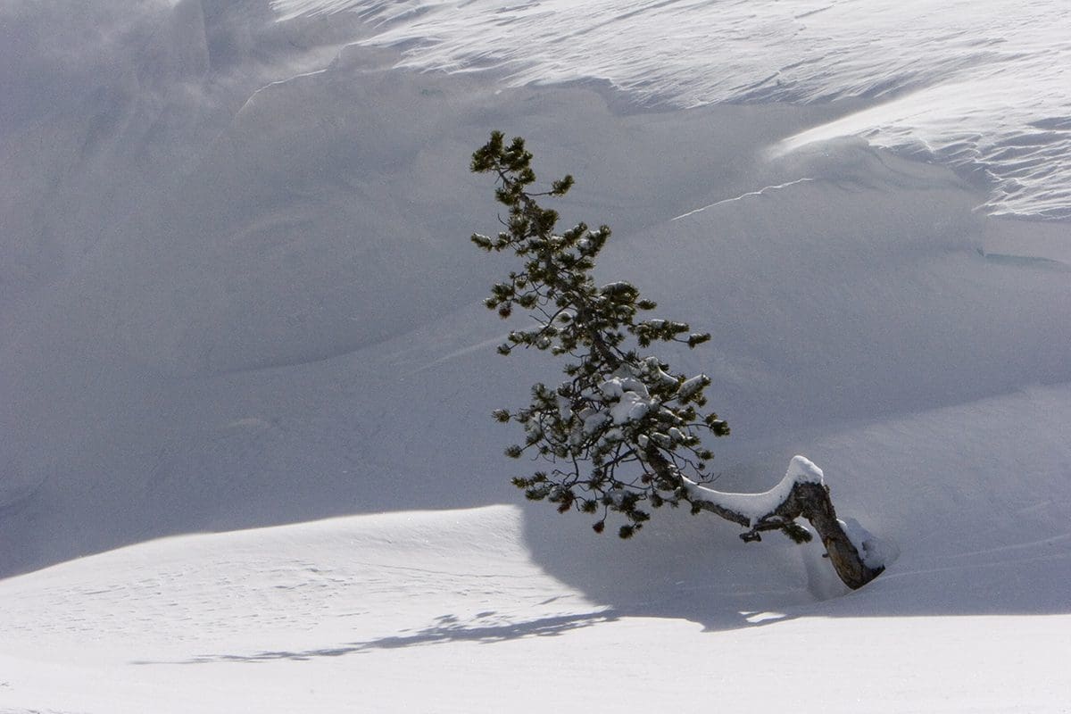 A lone tree on a snow covered slope.