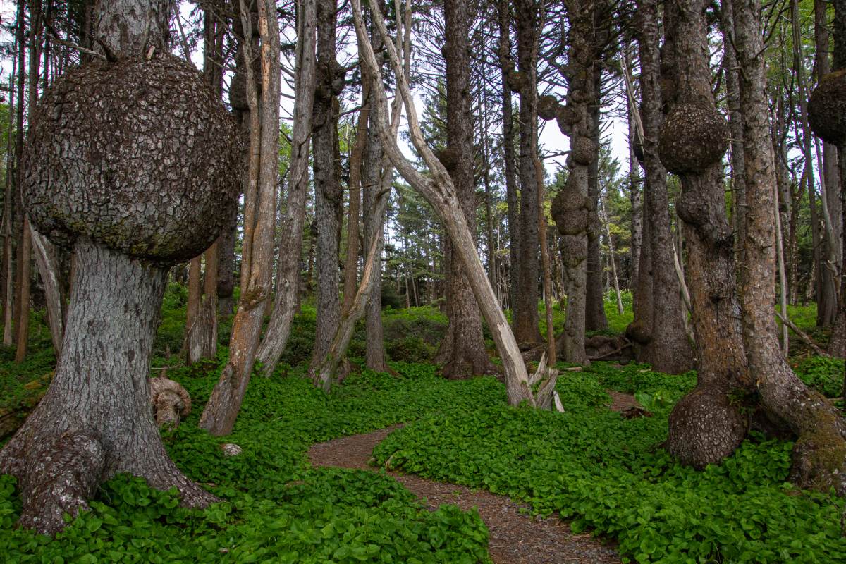 A view of the bottom of the trees with plants growing around