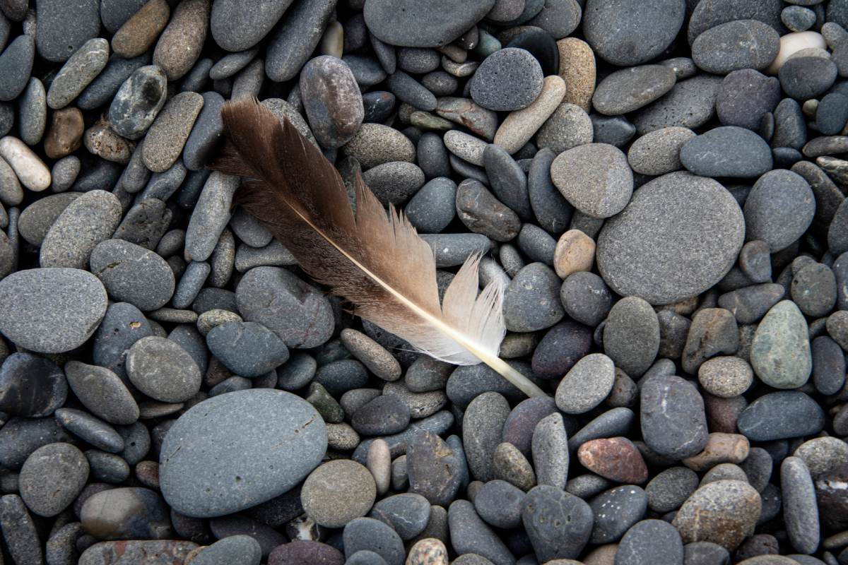 A brown and white colored feather lying on pebbles