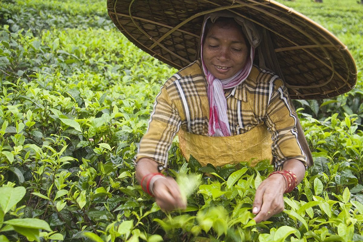 A woman in a straw hat picking tea leaves.