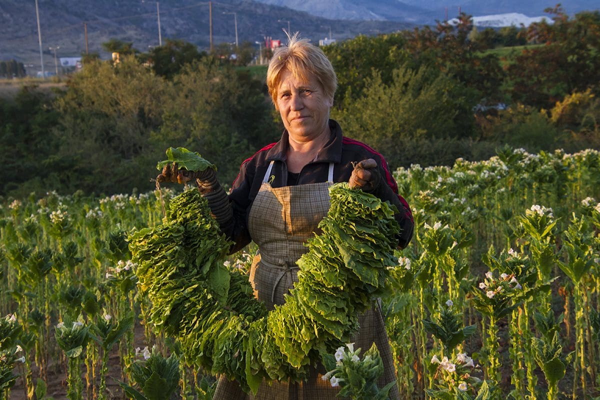 A woman holding a bunch of lettuce in a field.