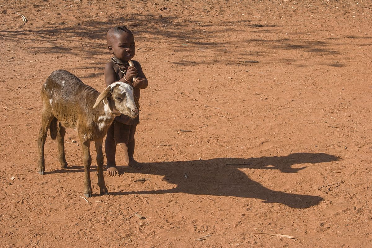 A young boy standing next to a goat in a dirt field.