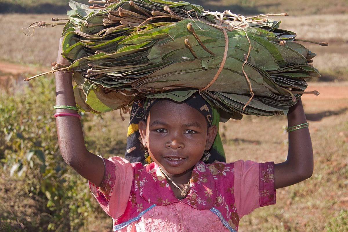 A young girl carrying a bundle of leaves on her head.
