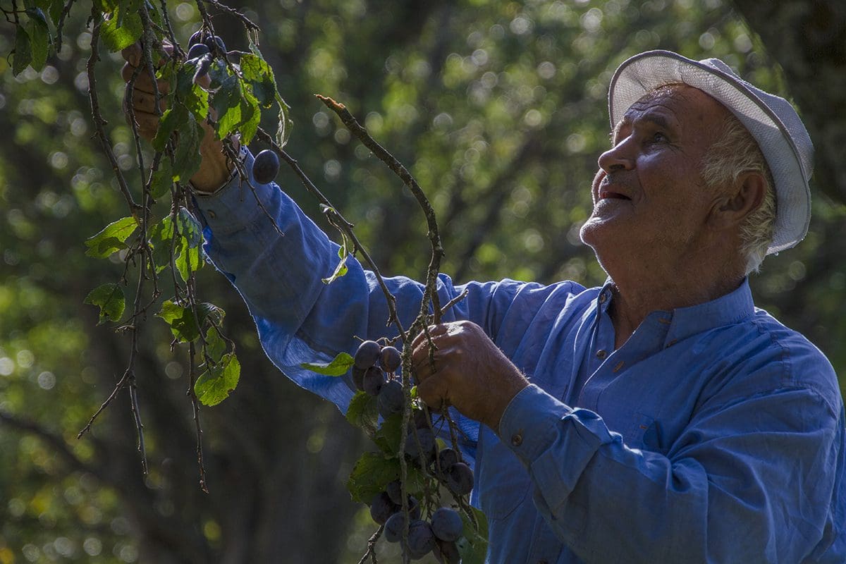 An older man picking plums from a tree.