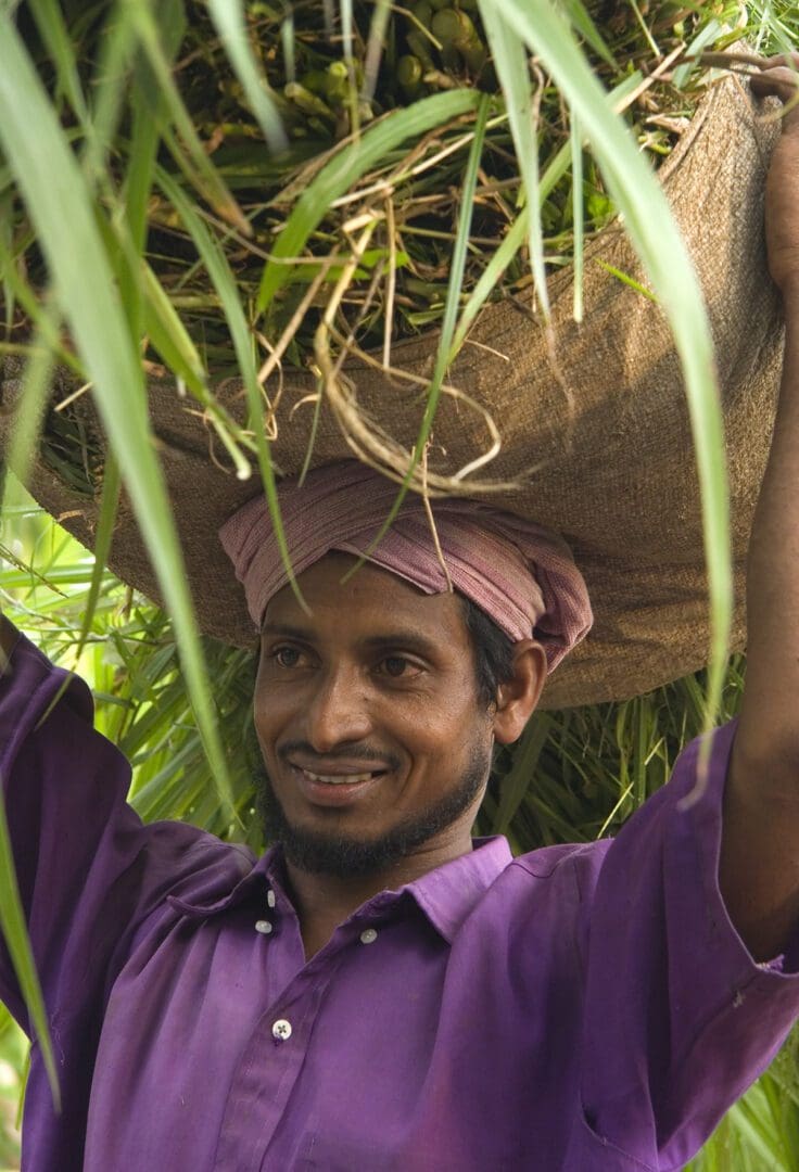 A man carrying a sack of sugar cane on his head.