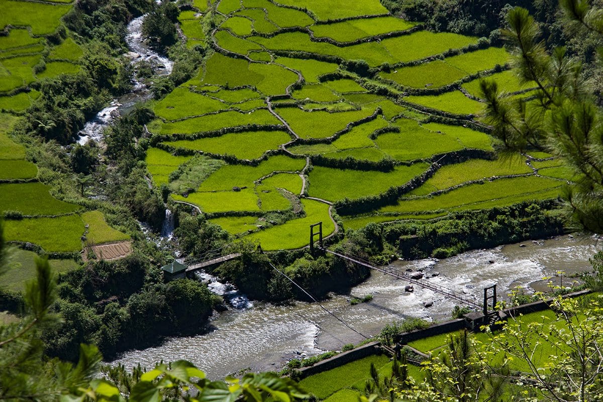 An aerial view of rice fields and a river.