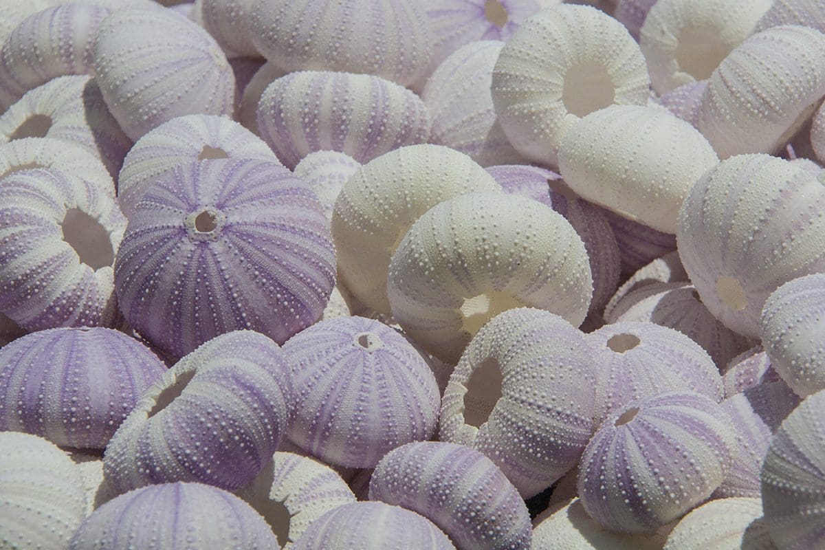 A pile of purple and white seashells.