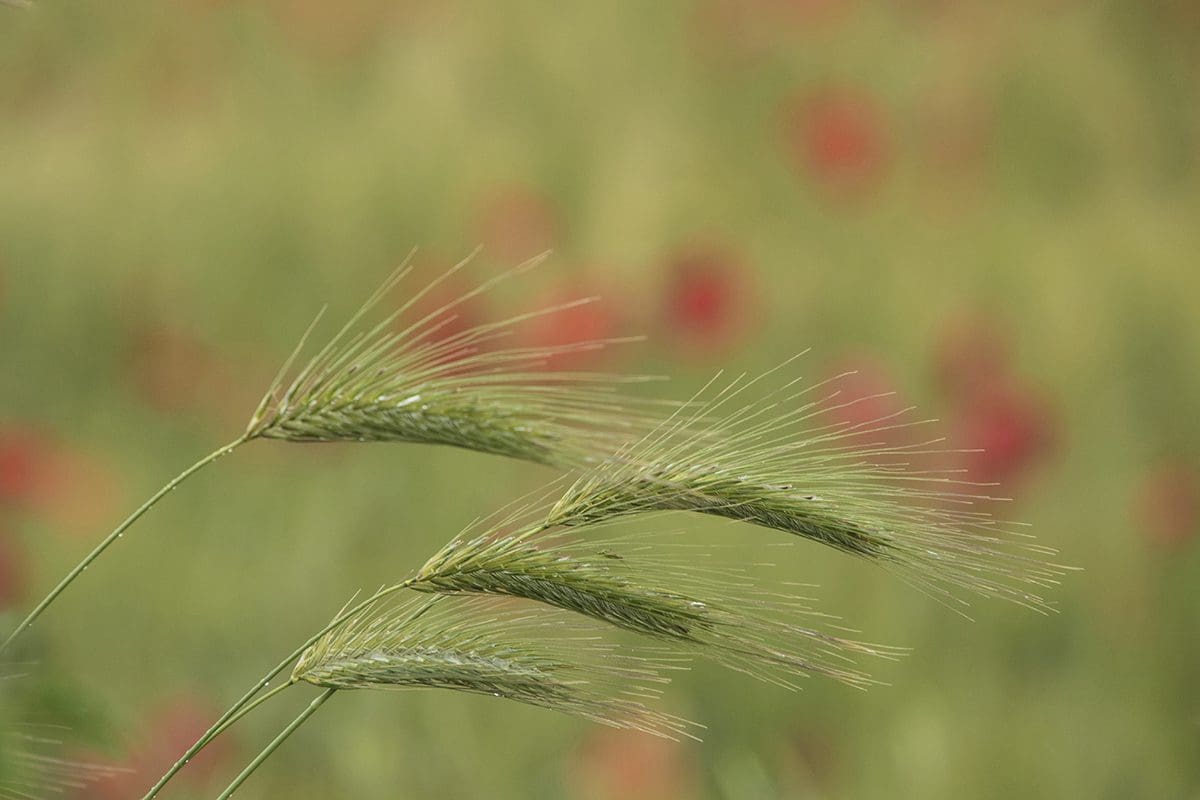 A field of wheat with red poppies in the background.