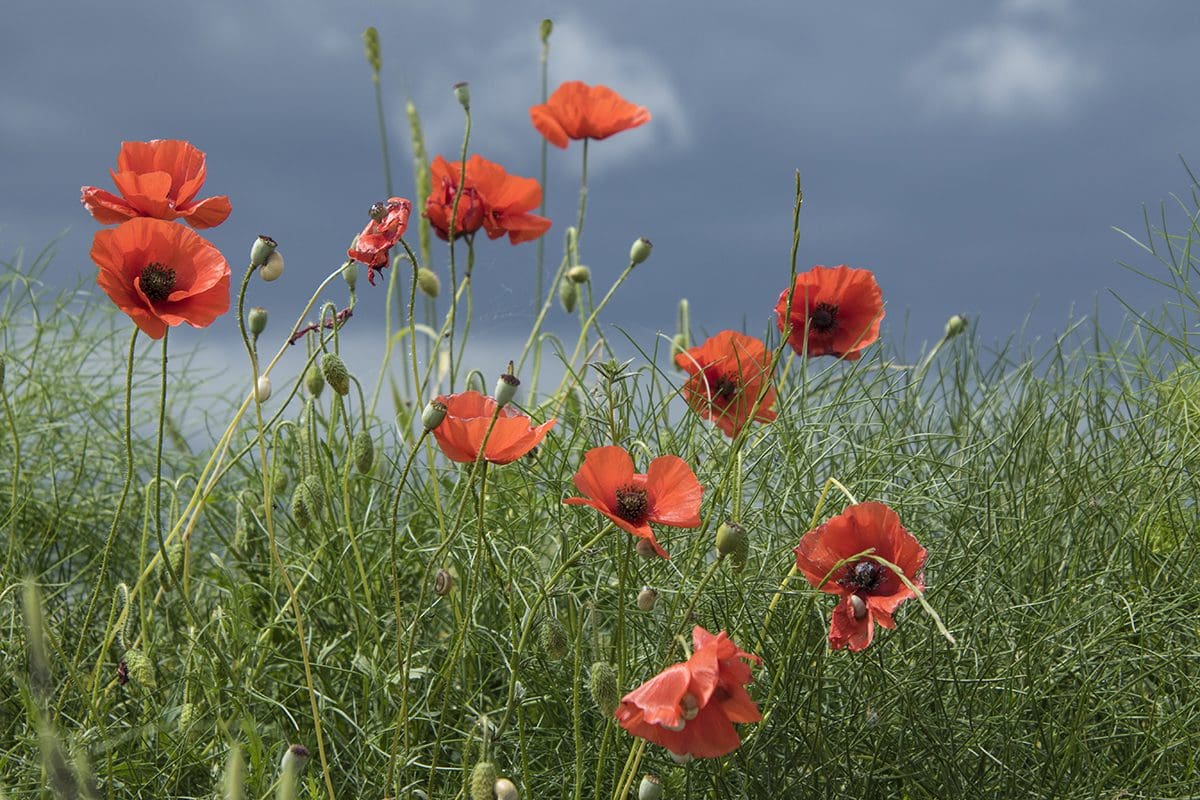 Red poppies in a field against a cloudy sky.