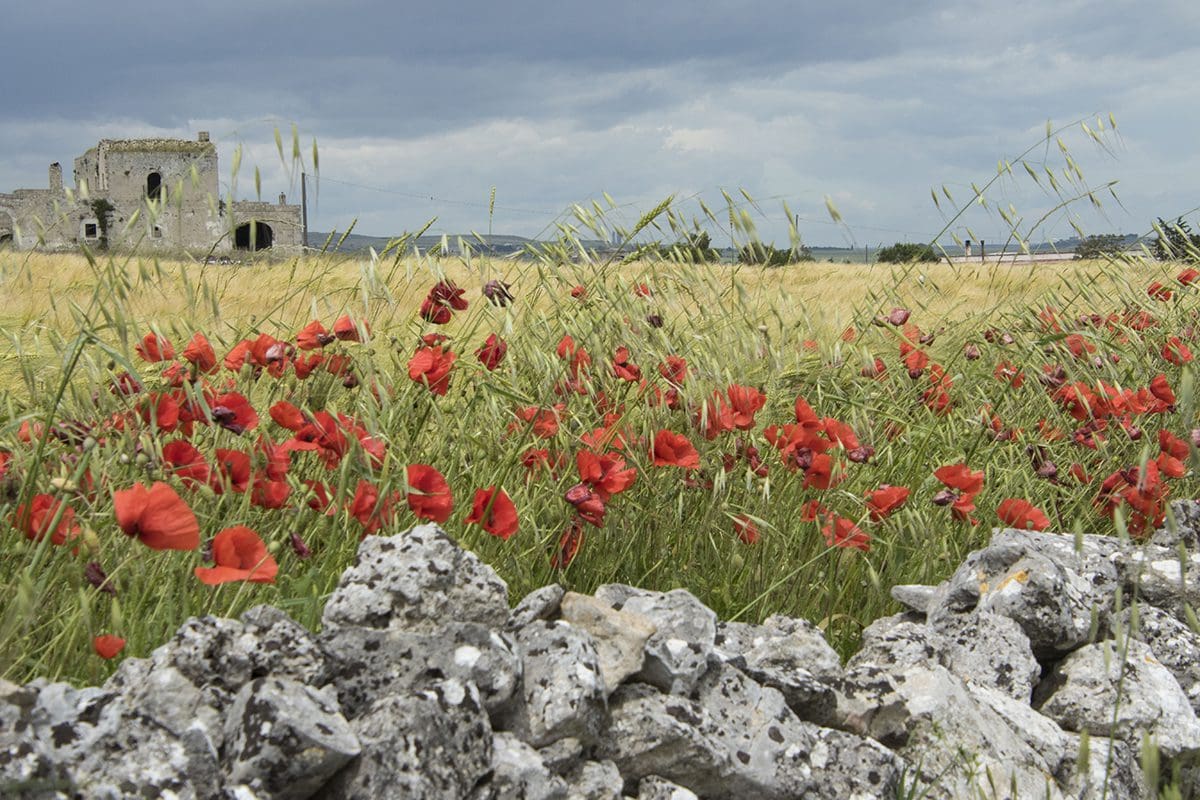 A field of red poppies in front of a stone wall.