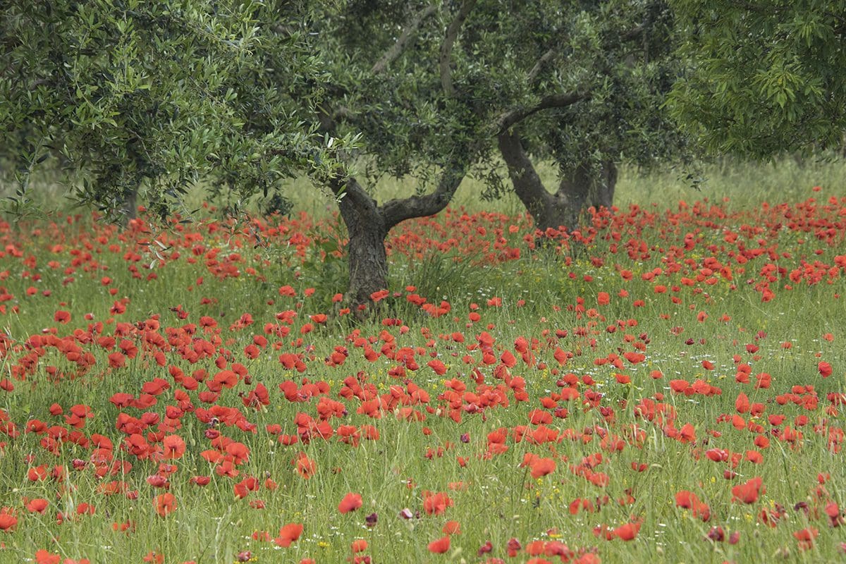 A field of red flowers.