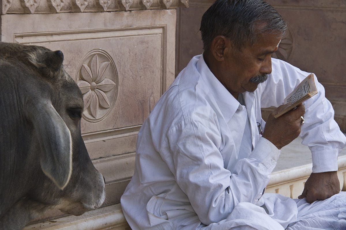 A man sitting next to a cow reading a book.