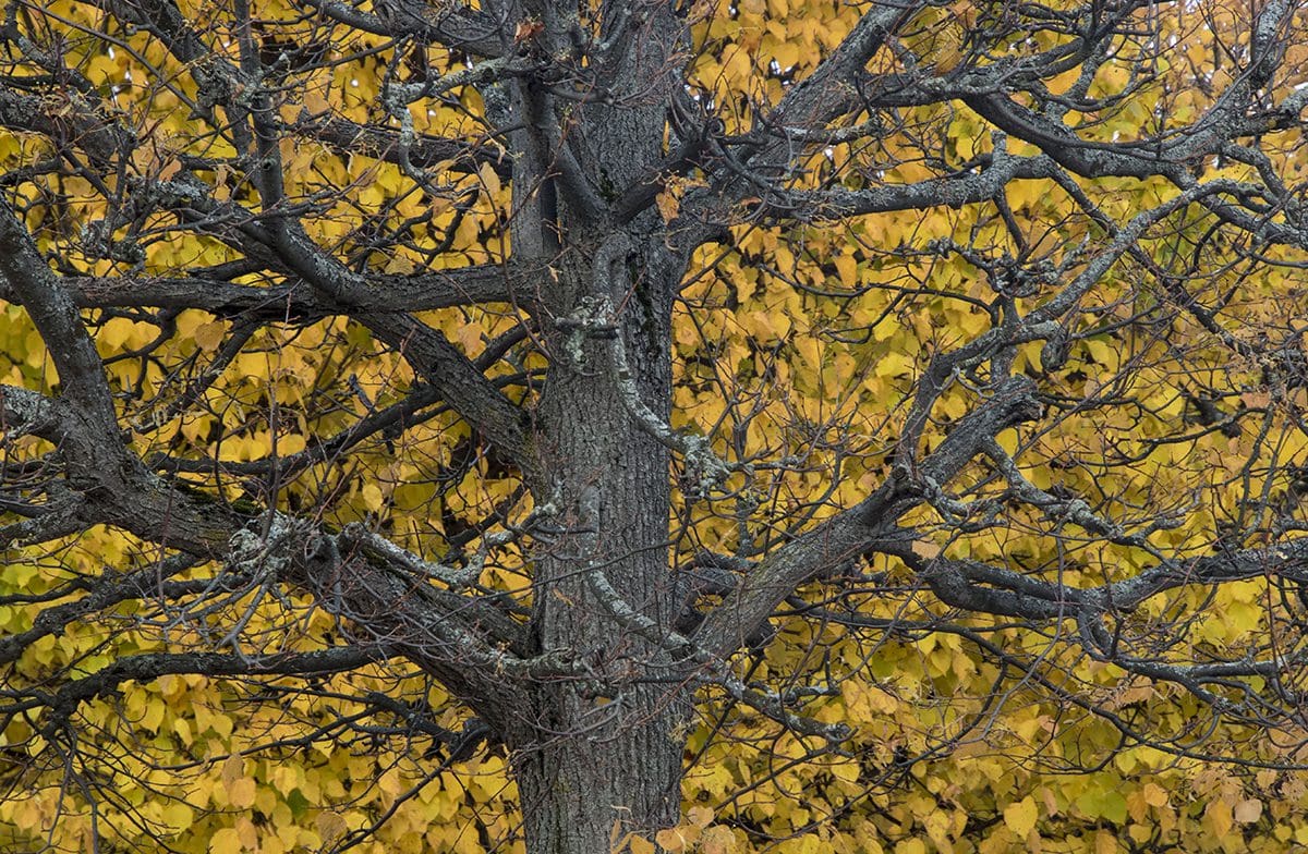 A tree with yellow leaves in the background.