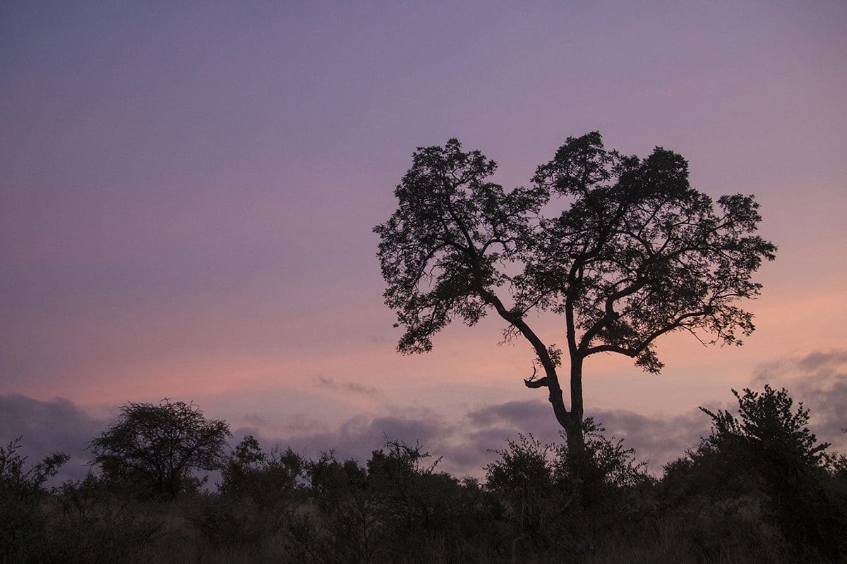 A lone tree silhouetted against a purple sky.