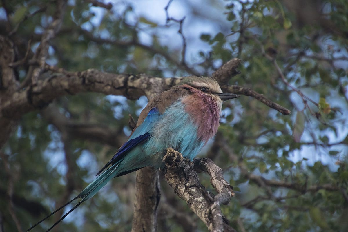 A bird with blue and pink feathers sitting on a branch.