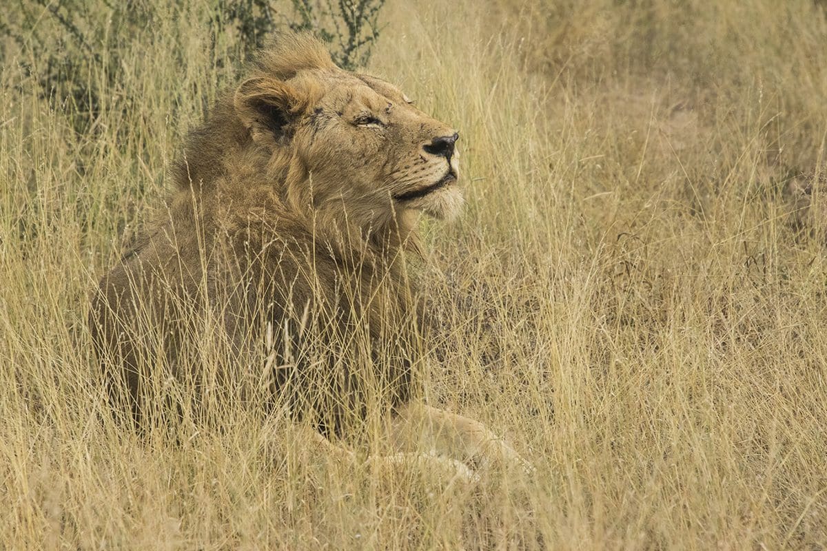 A lion is sitting in the tall grass.