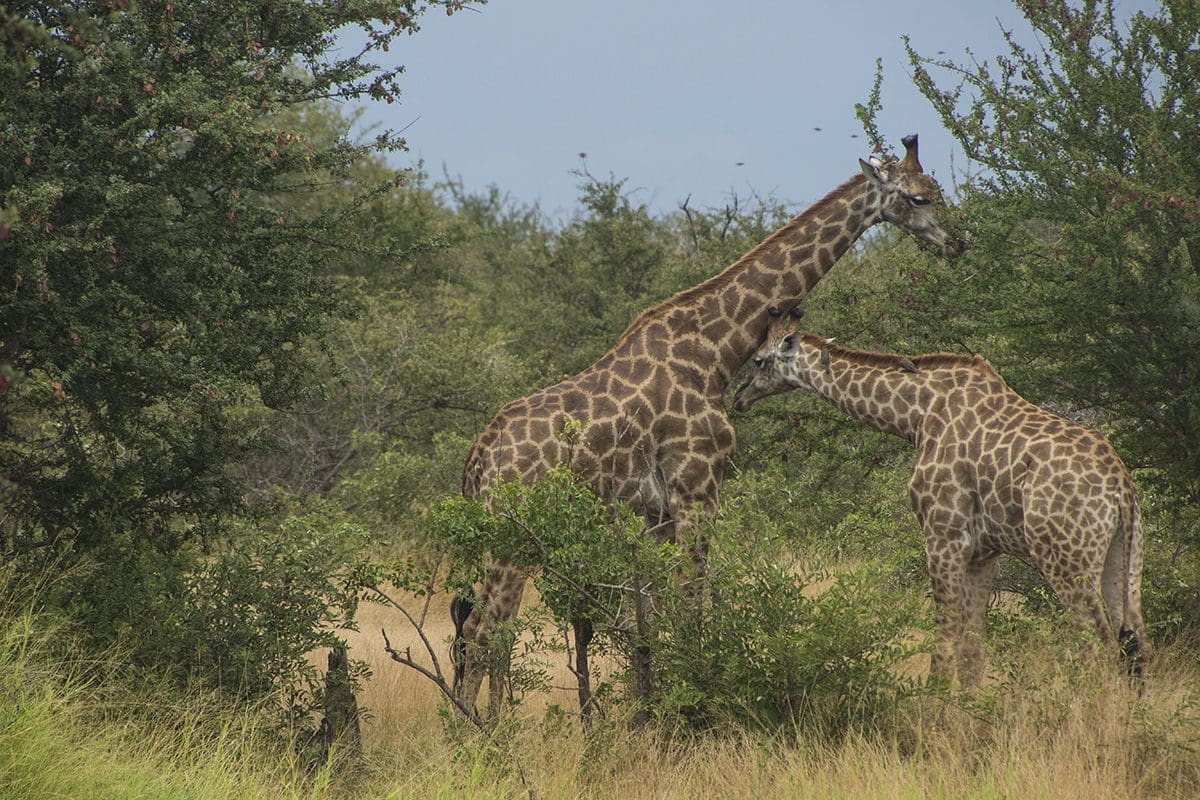 Two giraffes standing in a field.